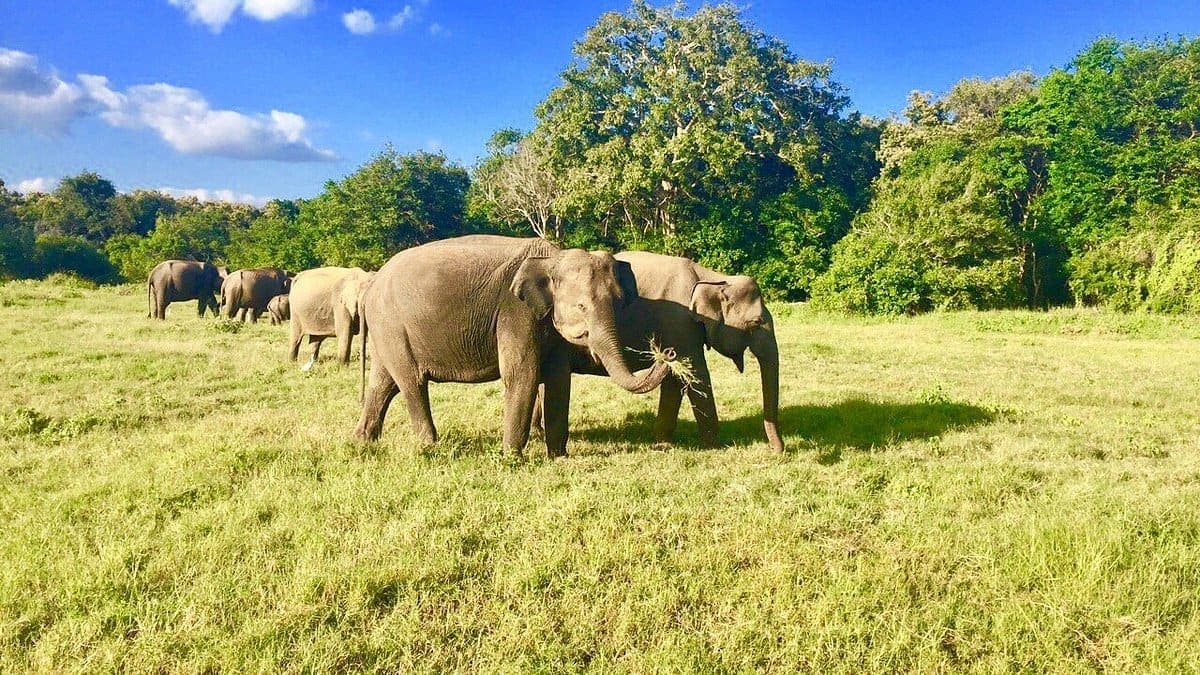 A herd of wild elephants grazing on open grassland at Kaudulla